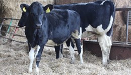 Exeter: Setting up heifers for a long and productive life